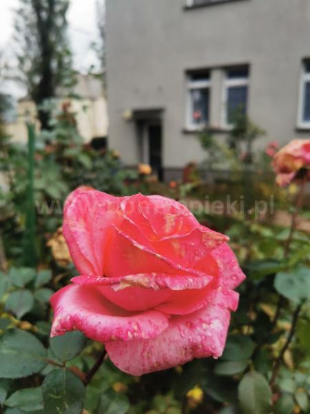 Dom Opieki JESIENNA RÓŻA