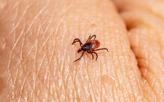 Borelioza – ciche zagrożenie z lasu. Co powinni wiedzieć seniorzy?
